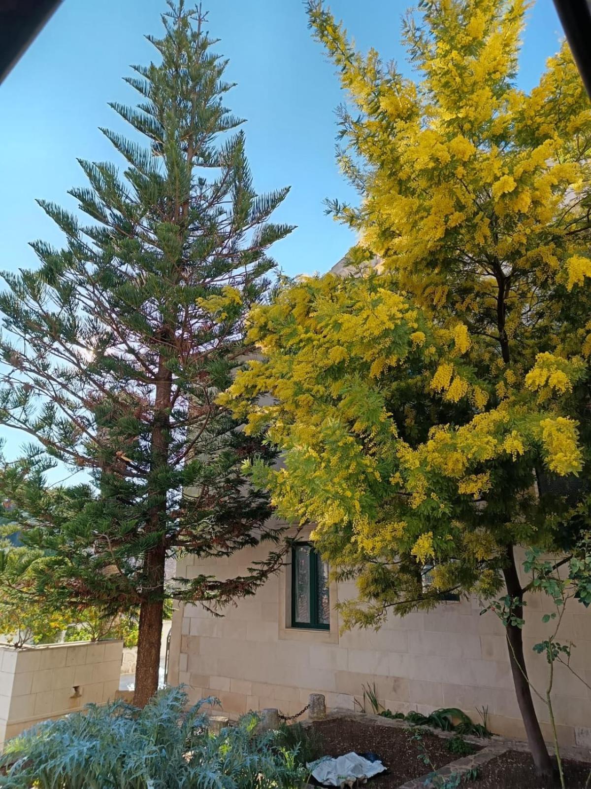 Apartments Villa Domus Marini Hvar Town Exterior photo
